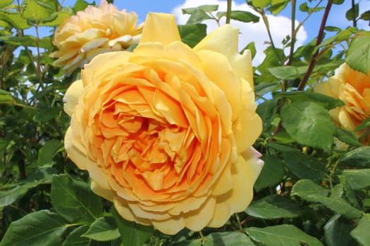 The picture shows a yellow rose in the garden
