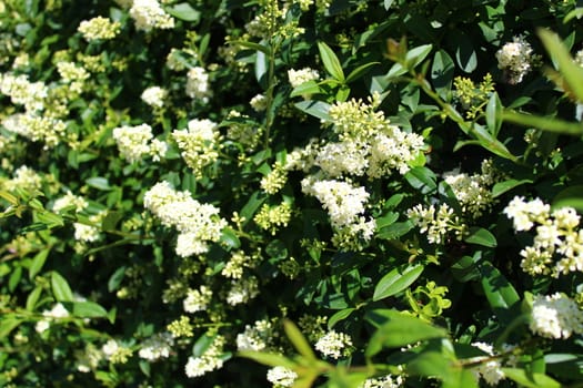 The picture shows blossoming privet in the garden