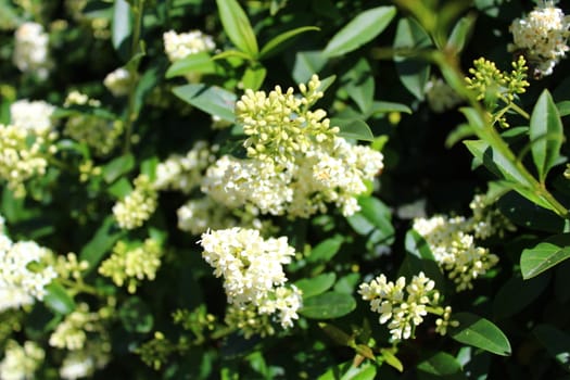 The picture shows blossoming privet in the garden