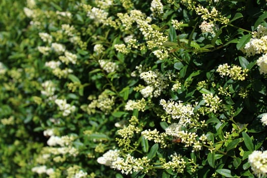 The picture shows blossoming privet in the garden