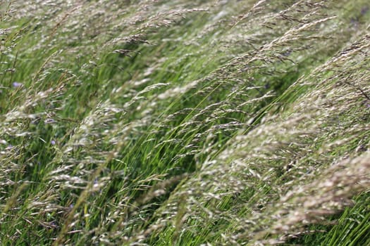 The picture shows grass in a meadow in the summer