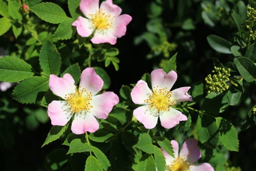 The picture shows a dog rose in the nature