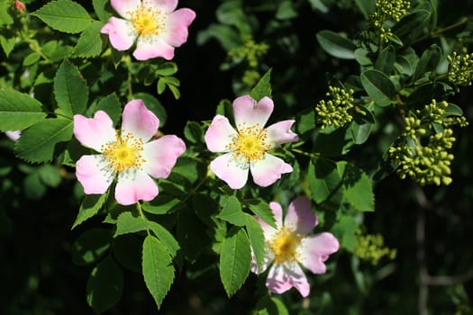 The picture shows a dog rose in the nature