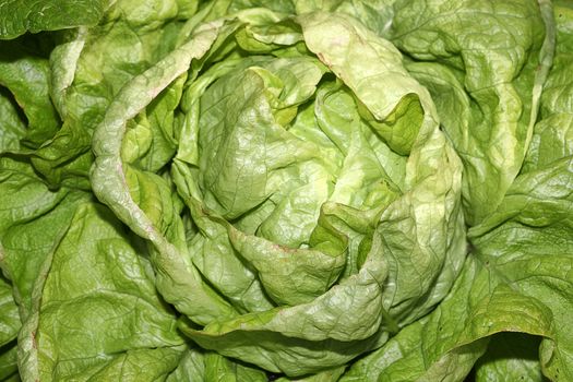 Green lettuce (lactuca sativa) head used in salad meals