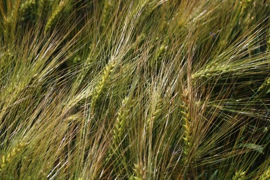 The picture shows rye field with unripe rye