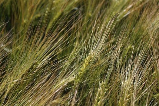 The picture shows rye field with unripe rye