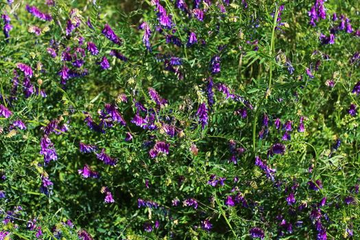 The picture shows a bush vetch in the meadow