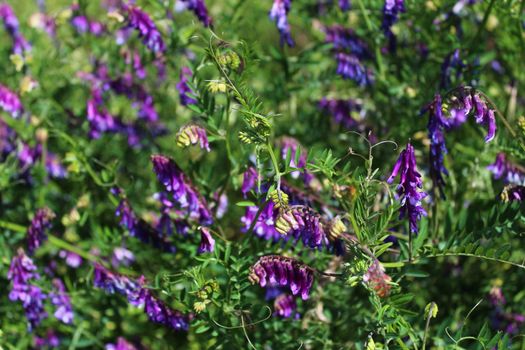 The picture shows a bush vetch in the meadow.