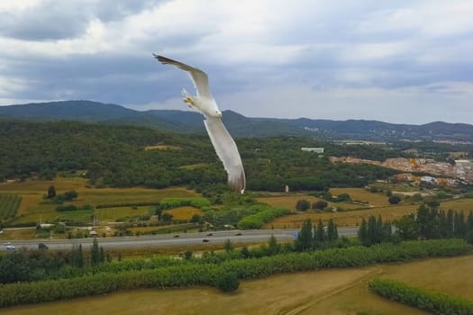 Flying seagulls in the sky. Close shooting of seagull in flight.