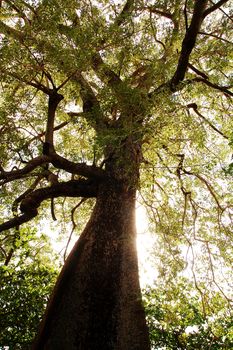 Tall tree with green leaves during daytime in the province of Camiguin, Philippines