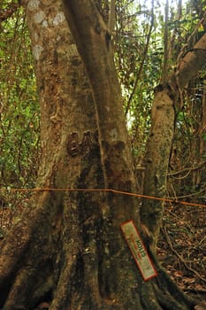 CAMIGUIN, PH - FEB 4 - Mantigue island nature park kolis tree on February 4, 2013 in Camiguin, Philippines.