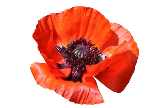 Oriental red poppy flower plant cut out on and isolated on a white background