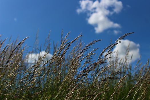 The picture shows grass in a meadow in the summer
