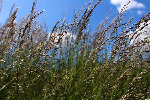 The picture shows grass in a meadow in the summer