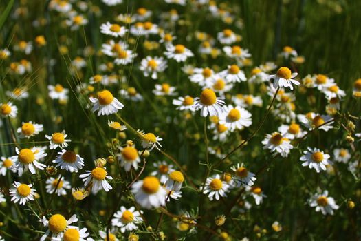 The picture shows blossoming chamomile in the garden