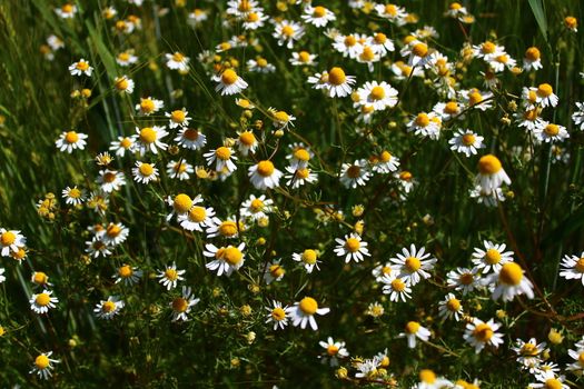The picture shows blossoming chamomile in the garden