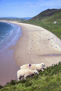 Sheep feeding at Rhossili Bay Rhossili on the Gower Peninsular West Glamorgan Wales UK a popular Welsh coastline travel destination for tourist visitors