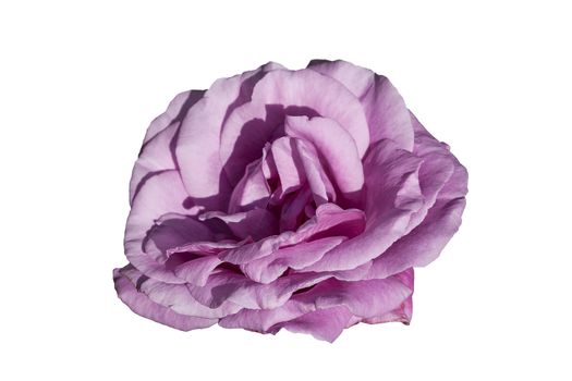 Rose (rosa) flower plant cut out on and isolated on a white background