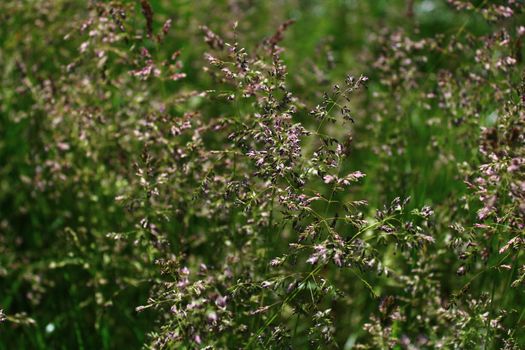 The picture shows grass in a meadow in the summer