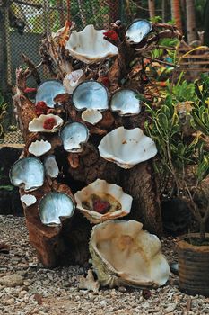 Clam shells decoration at Giant clams ocean nursery and beach in Camiguin, Philippines