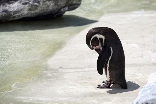 Penguin bird looking sad and lonely