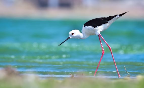 The Black-winged Stilt is a social species, and is usually found in small groups. Black-winged Stilts prefer freshwater and saltwater marshes, mudflats, and the shallow edges of lakes and rivers.