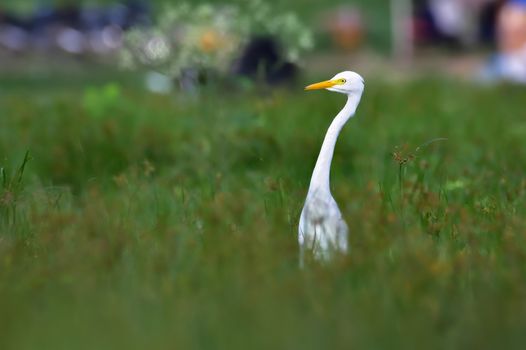 The intermediate egret, median egret, smaller egret, or yellow-billed egret is a medium-sized heron.