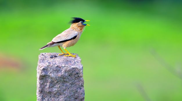 The brahminy myna or brahminy starling is a member of the starling family of birds. It is usually seen in pairs or small flocks in open habitats on the plains of the Indian subcontinent.