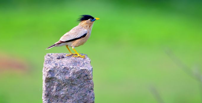The brahminy myna or brahminy starling is a member of the starling family of birds. It is usually seen in pairs or small flocks in open habitats on the plains of the Indian subcontinent.