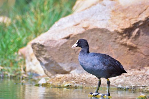 The Eurasian coot, also known as the common coot, or Australian coot, is a member of the rail and crake bird family, the Rallidae.