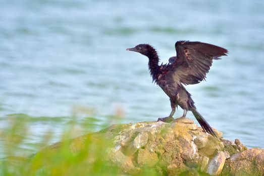 The great cormorant, known as the black shag in New Zealand and formerly also known as the great black cormorant across the Northern Hemisphere.