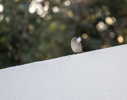 Spring is coming concept: closeup of a house sparrow (Passer domesticus) on a white wall with some white feathers in its beak because it is preparing its nest