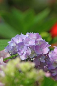 Hydrangea is a large shrub with blue-purple bouquets.