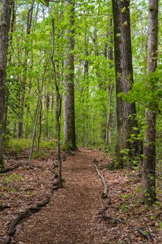 Photo of a hiking trail in the woods surrounder the Walker Nature Center in Reston, Virginia.