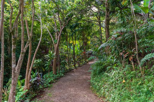 A wide angle photo of a colorful hiking trail on the island Maui, Hawaii.