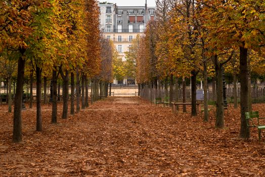 Photo of a path through trees shedding their leaves in Autumn in the Tuileries Gardens in Paris, France.