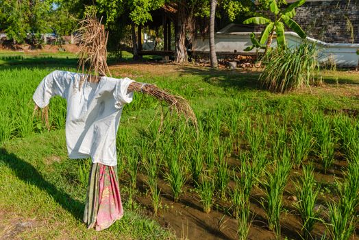 A wide angle photo of a scarecrow in a Malaysian rice Paddy.