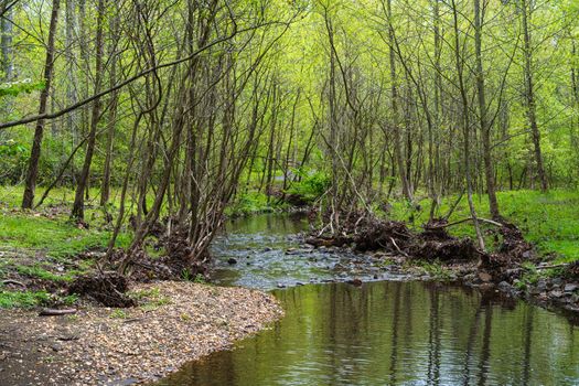 Photo of the Snakeden Branch Stream in Reston, Fairfax County Virginia on a beautiful Spring Day.