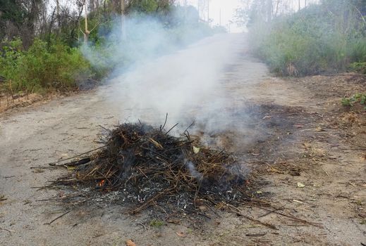 Burning tree branches and white ashes after fire  on the ground.

