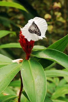 BOHOL, PH - SEPT 1 - Butterfly on flower at Habitat Butterflies Conservation Center on September 1, 2015 in Bohol, Philippines