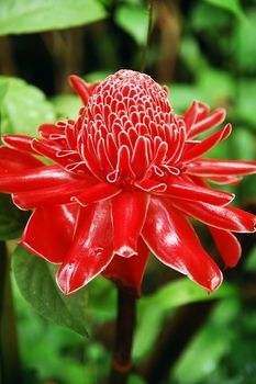 Red flower on green leaves in Bohol, Philippines park