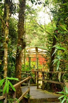 Mount Kinabalu botanical garden path way in Sabah, Malaysia