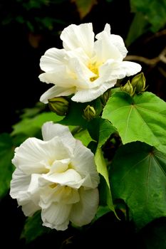 White flowers at Mount Kinabalu botanical garden in Sabah, Malaysia