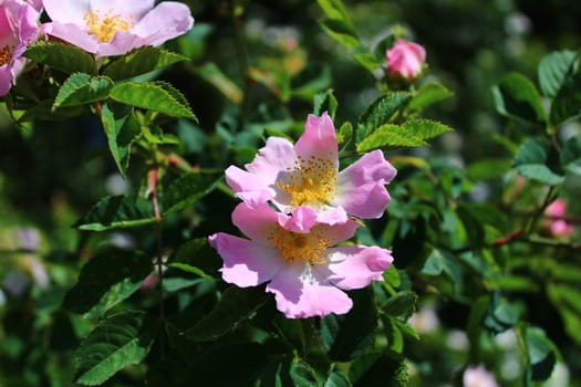 The picture shows a dog rose in the nature