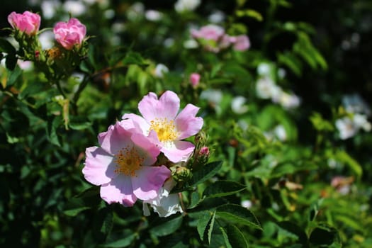 The picture shows a dog rose in the nature