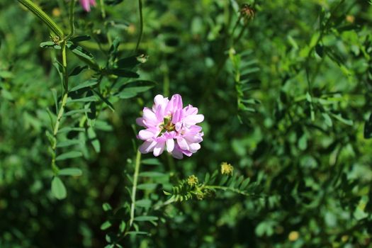 The picture shows a lucerne in the summer in a meadow