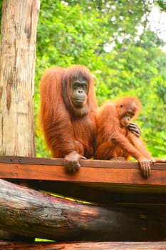 Orangutan monkey at Lok Kawi wildlife park