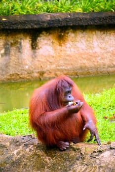 Orangutan monkey at Lok Kawi wildlife park