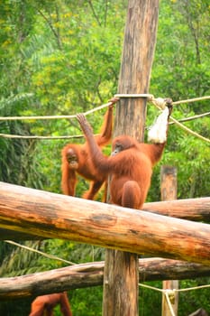 Orangutan monkey at Lok Kawi wildlife park