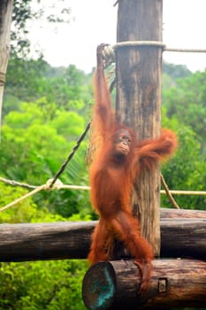 Orangutan monkey at Lok Kawi wildlife park